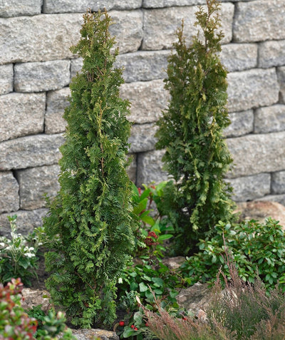 Two Twisted Brilliance Arborvitae planted alongside a grey stone way