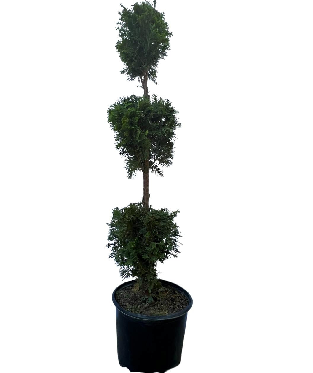 Twisted Brilliance Arborvitae Poodle product shot on white, soft green evergreen foliage pruned into 3 balls