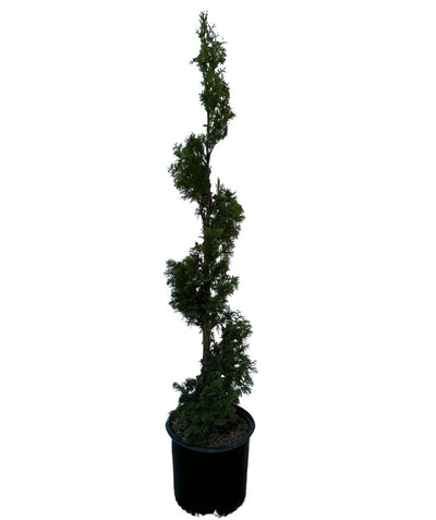 Twisted Brilliance Arborvitae Spiral product shot on white, soft green evergreen foliage pruned into a spiral