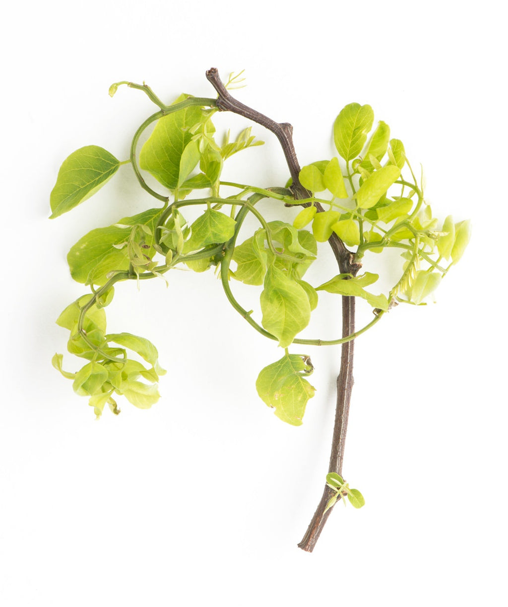 Twisty Baby Black Locust unique curling branches with bright green leaves