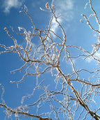 Twisty Baby Black Locust curly branches covered in a layer of winter ice