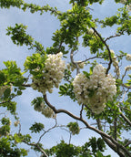 Twisty Baby Black Locust bright white flower clusters surrounded by green leaves on the branches