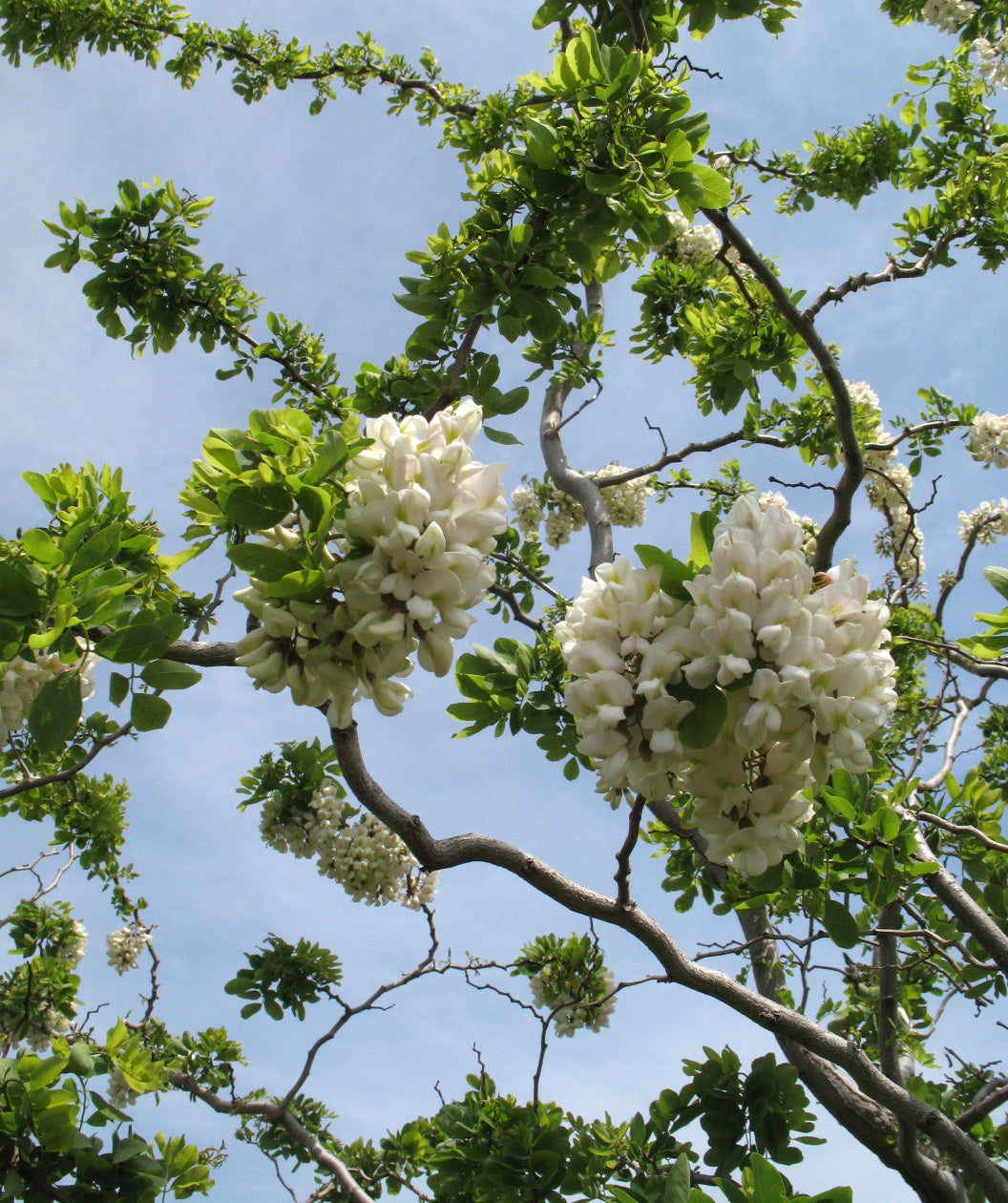 Twisty Baby Black Locust bright white flower clusters surrounded by green leaves on the branches