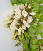 Twisty Baby Black Locust closeup of bright white spring flowers with yellow centers