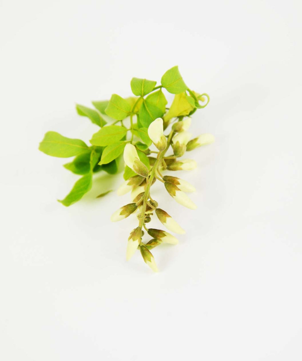 Twisty Baby Black Locust creamy white buds with bright green leaves on a curly branch