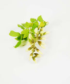 Twisty Baby Black Locust creamy white buds with bright green leaves on a curly branch