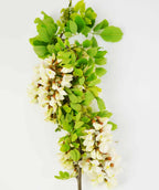 Twisty Baby Black Locust bright green leaves with creamy white bud clusters on a curly branch