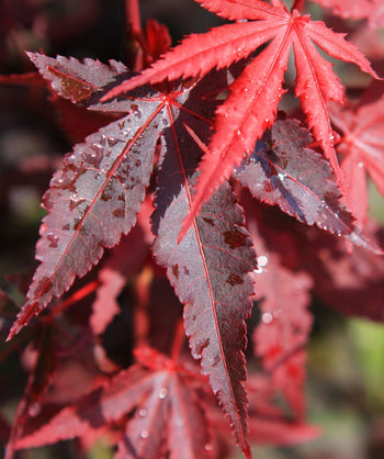 Close up of Twombly's Red Sentinel Japanese Maple foliage, deeply lobed red to dark red foliage with slightly serrated edges on an upright growing tree