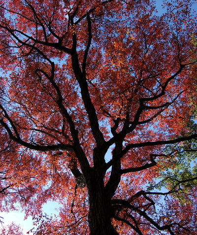 Reddish-Orange fall color of USDA Organic Black Gum planted in the landscape looking up from the ground
