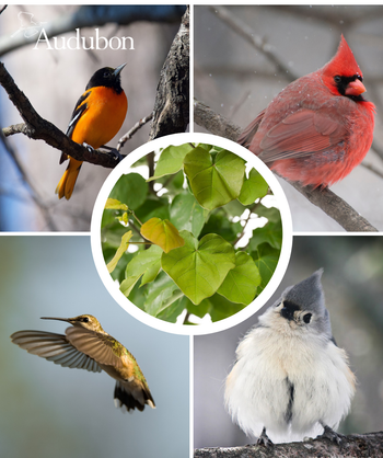 USDA Organic Audubon Eastern Redbud and native birds