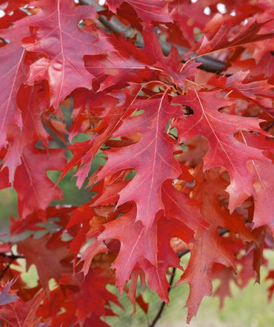 USDA Organic Scarlet Oak leaves with fall color, in fall the heavily lobed leaves turn from green to scarlet red