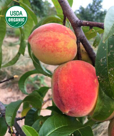 USDA Organic Desiree Peach yellow fruit with red blush against dark green leaves