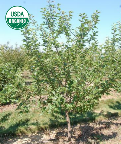 USDA Organic Enterprise Apple tree with green spring leaves in apple orchard