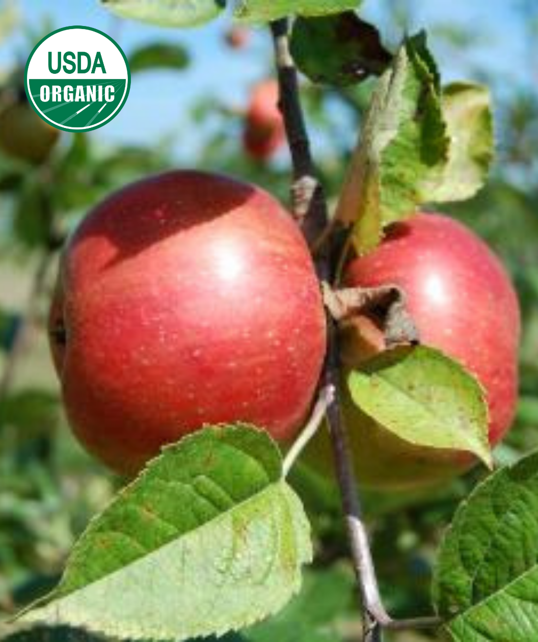 USDA Organic Freedom Apple