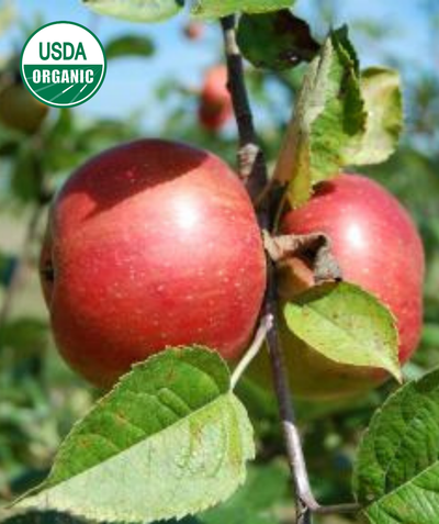USDA Organic Freedom Apple red apples hanging on green-leafed branch