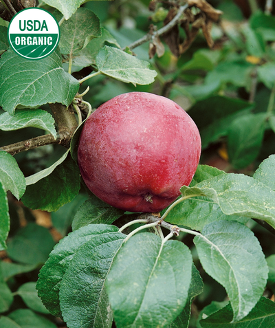 USDA Organic Liberty Apple closeup of deep red apple against dark green leaves