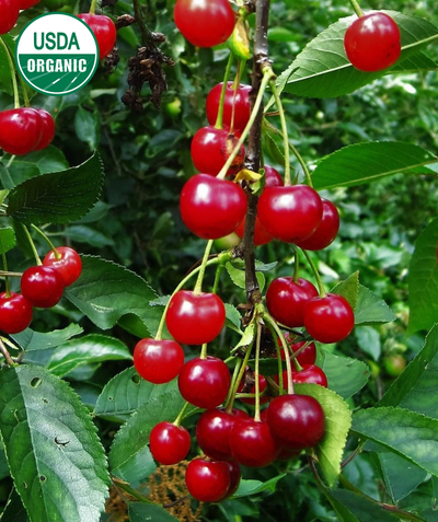 USDA Organic Montmorency Sour Cherry closeup of bright red cherries hanging amongst dark green leaves