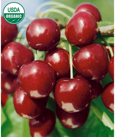 USDA Organic North Star Sour Cherry closeup of deep red cherries hanging on branch