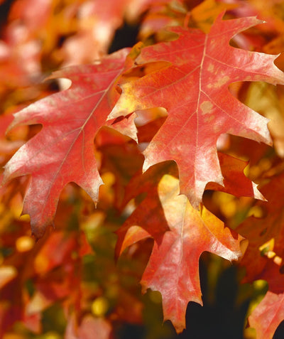 Close up of USDA Organic Northern Red Oak leaves with fall colors of red, orange and yellow