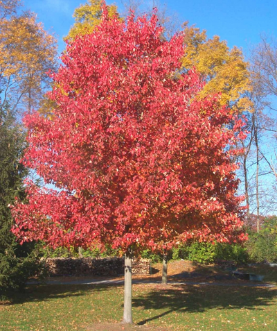 USDA Organic Red Sunset Maple planted in a landscape during fall, during fall the green lobed leaves turn a stunning red color