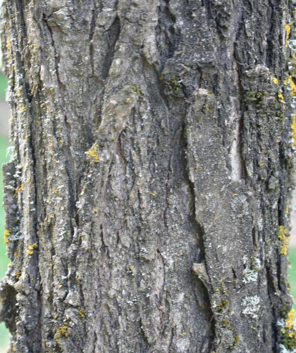 Close up of Urban Pinnacle Bur Oak bark, dark fissured bark with spots of yellow green moss
