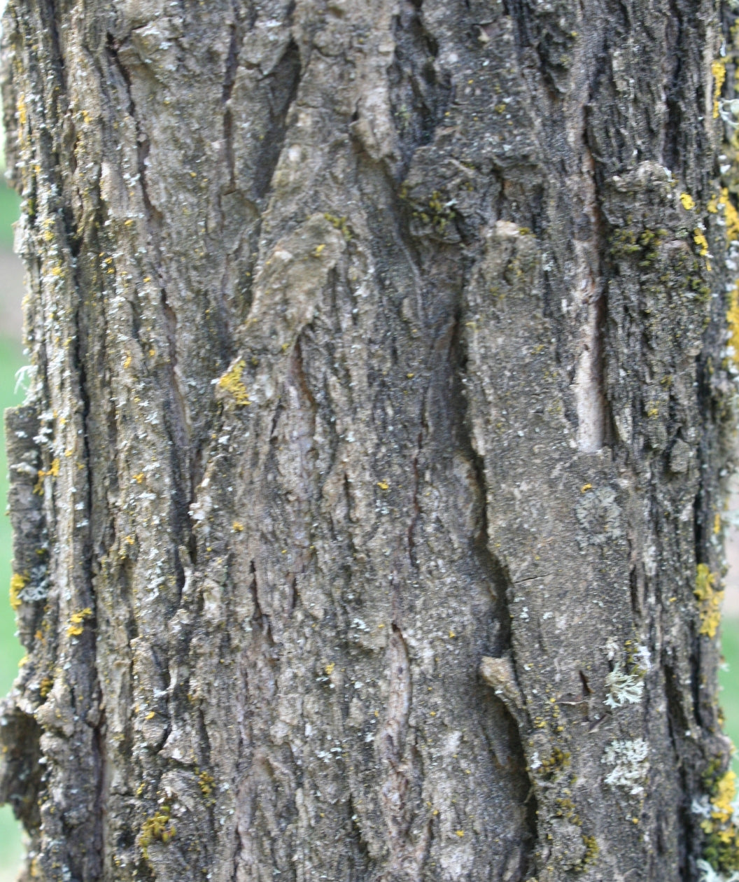 Close up of Urban Pinnacle Bur Oak bark, dark fissured bark with spots of yellow green moss