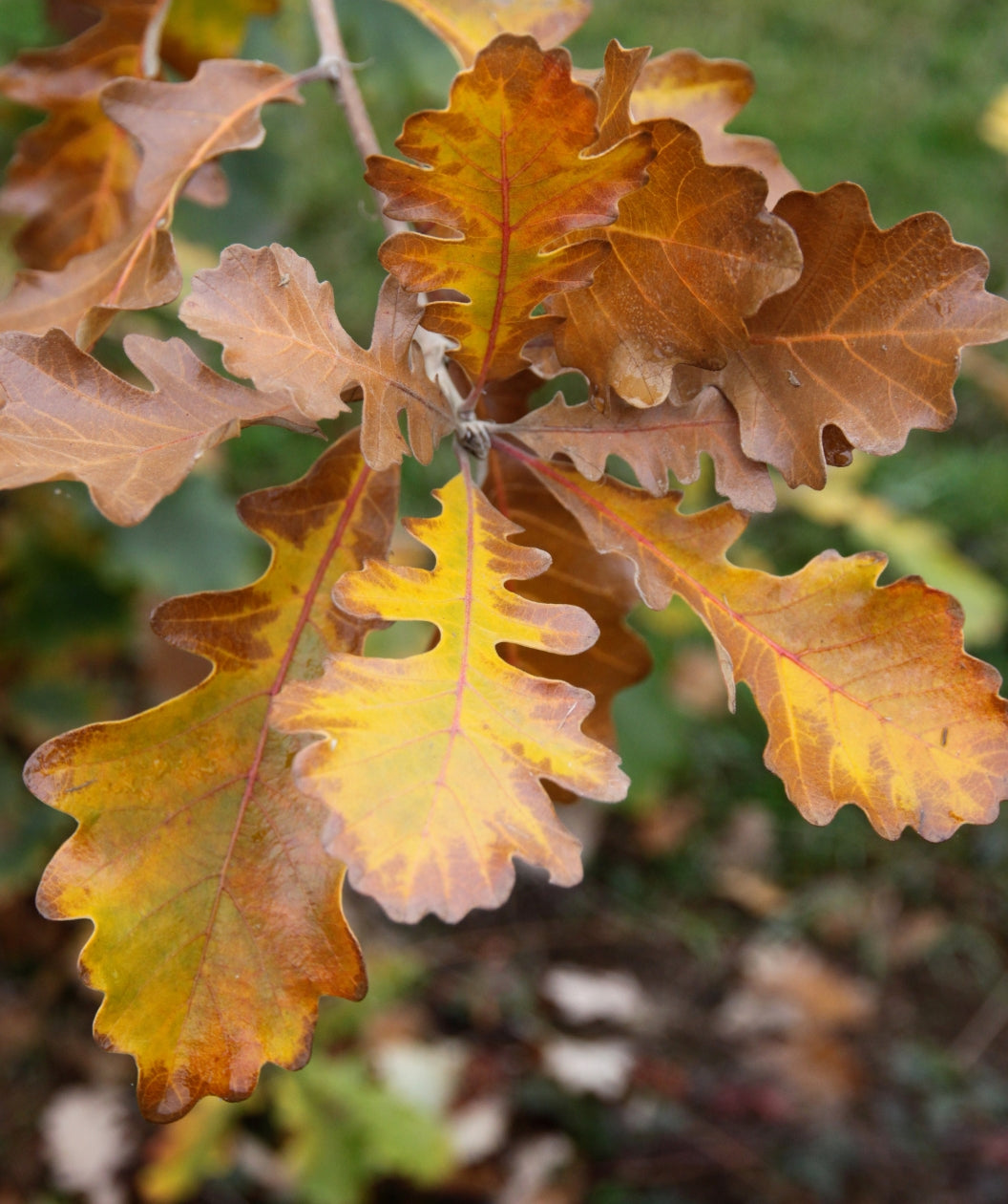 Close up of Urban Pinnacle Bur Oak fall colored leaves, round lobed leaves that are yellow and brown in color in fall