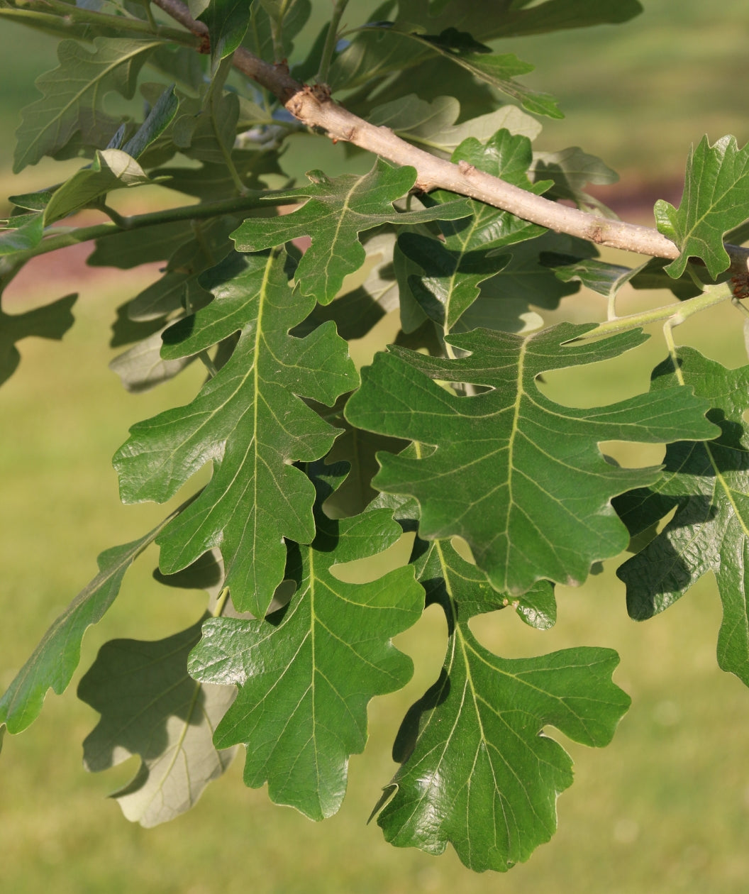 Close up of Urban Pinnacle Bur Oak leaves, dark green round lobed leaves with light green veins