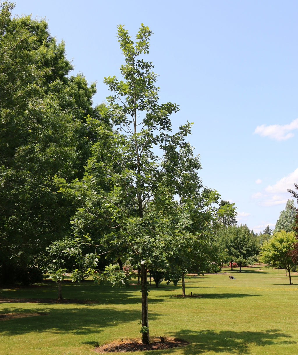 Urban Pinnacle Bur Oak planted in a landscape, slightly upright branching covered in dark green round lobed leaves