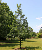 Urban Pinnacle Bur Oak planted in a landscape, slightly upright branching covered in dark green round lobed leaves