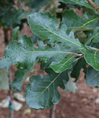 Close up of Urban Pinnacle Bur Oak leaves, dark green round lobed leaves with light green veins