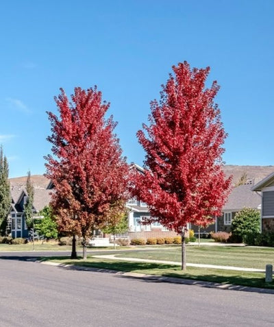 Two Urban Sunset Maple trees planted in a fall landscape, mostly upright branching covered in deep red fall colored leaves