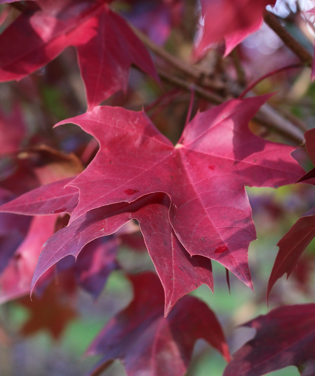 Close up of Urban Sunset Maple fall color leaf, deep red colored lobed leaf