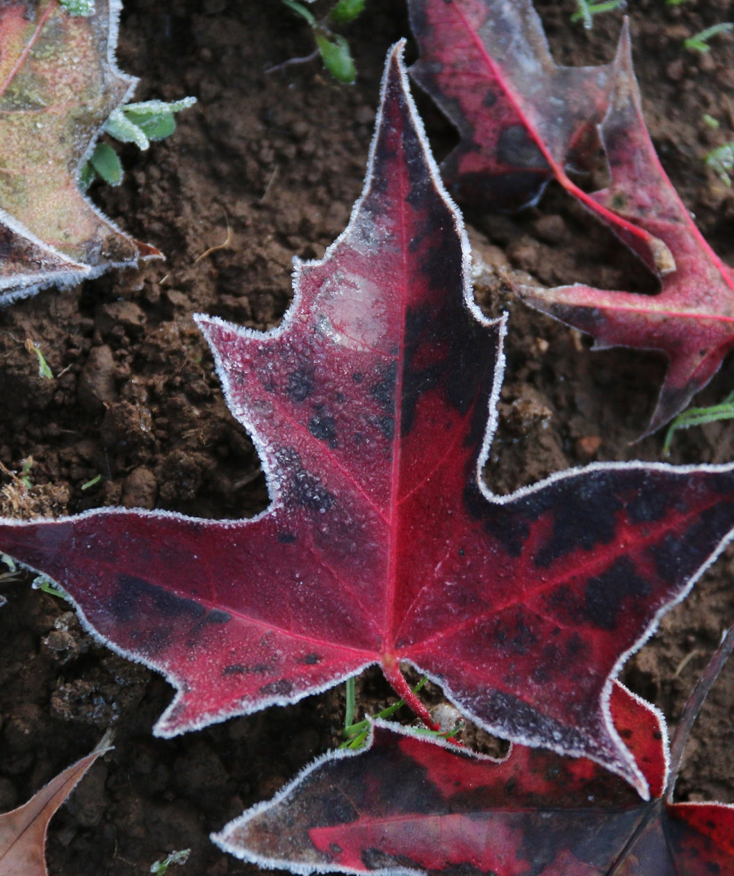Urban Sunset Maple fall leaf, in fall the leaves go from dark green to a deep red with almost black colored spots, this leaf looks outlined in white but its actually a frost coating
