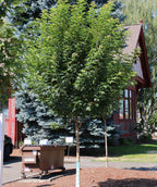 Urban Sunset Maple planted in a landscape, mostly upright branching with dark green leaves and a sandy brown colored trunk