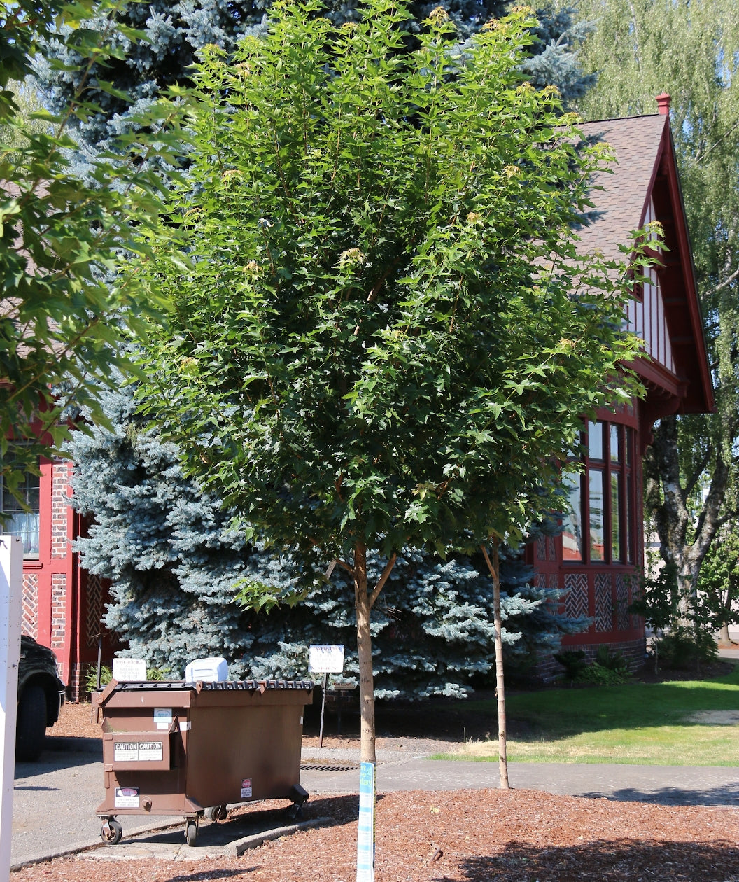 Urban Sunset Maple planted in a landscape, mostly upright branching with dark green leaves and a sandy brown colored trunk