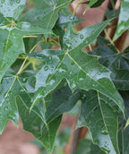 Close up of Urban Sunset Maple leaf, dark green lobed leaf