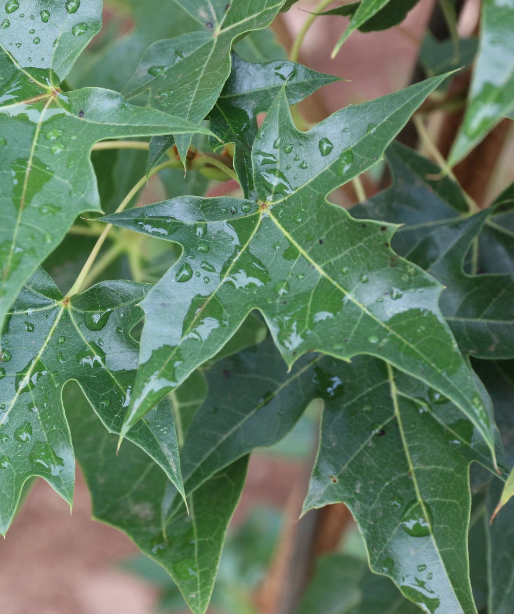 Close up of Urban Sunset Maple leaf, dark green lobed leaf