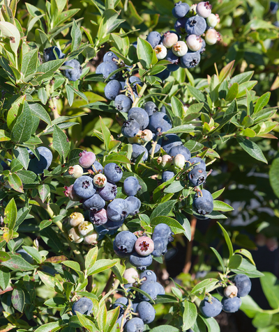 Top Hat Blueberry closeup of ripe blue berries, unripe pink and white berries, nestled in dark green foliage