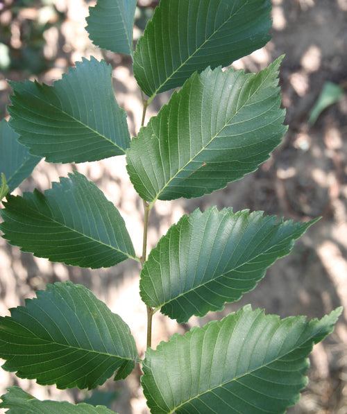 Valley Forge American Elm closeup of dark green rounded elm leaves