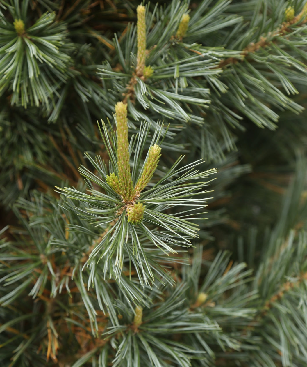 Close up of Vanderwolf's Pyramid Limber Pine foliage, long soft dark green needles with long light green new growth