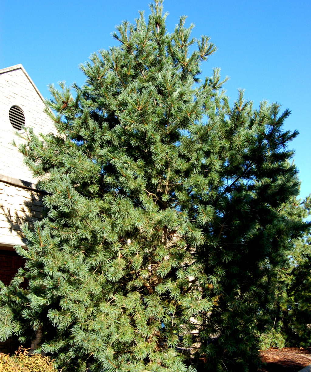 Vanderwolf's Pyramid Limber Pine planted in a landscape, pyramidal growing evergreen with long soft dark green needles