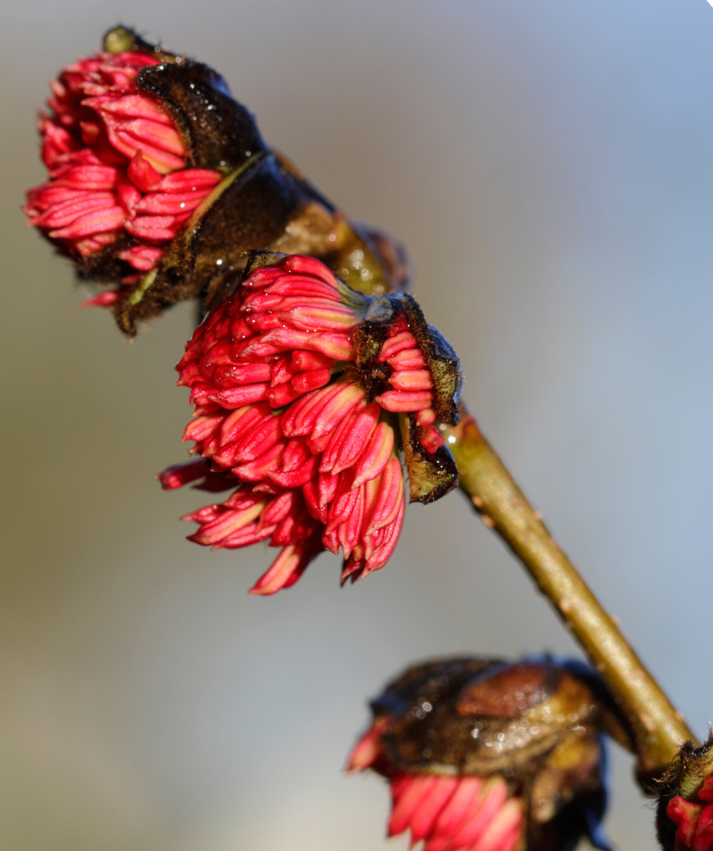 A close up of the bright red, late winter blooms of the Vanessa Parrotia.