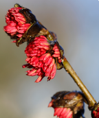 A close up of the bright red, late winter blooms of the Vanessa Parrotia.