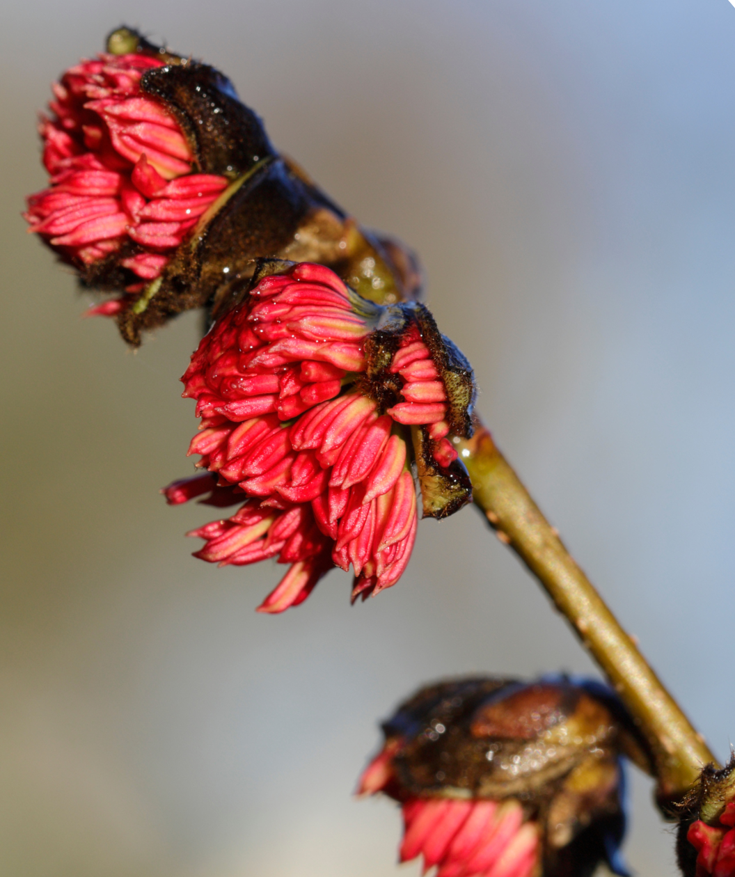 A close up of the bright red, late winter blooms of the Vanessa Parrotia.