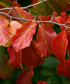The bright orange to red fall color of the Vanessa Persian Parrotia.