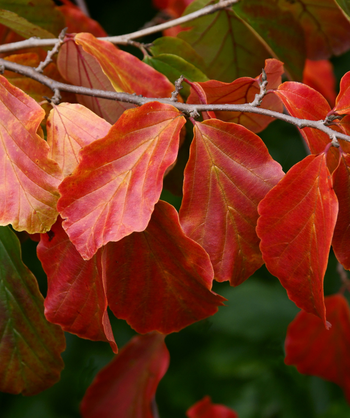 The bright orange to red fall color of the Vanessa Persian Parrotia.