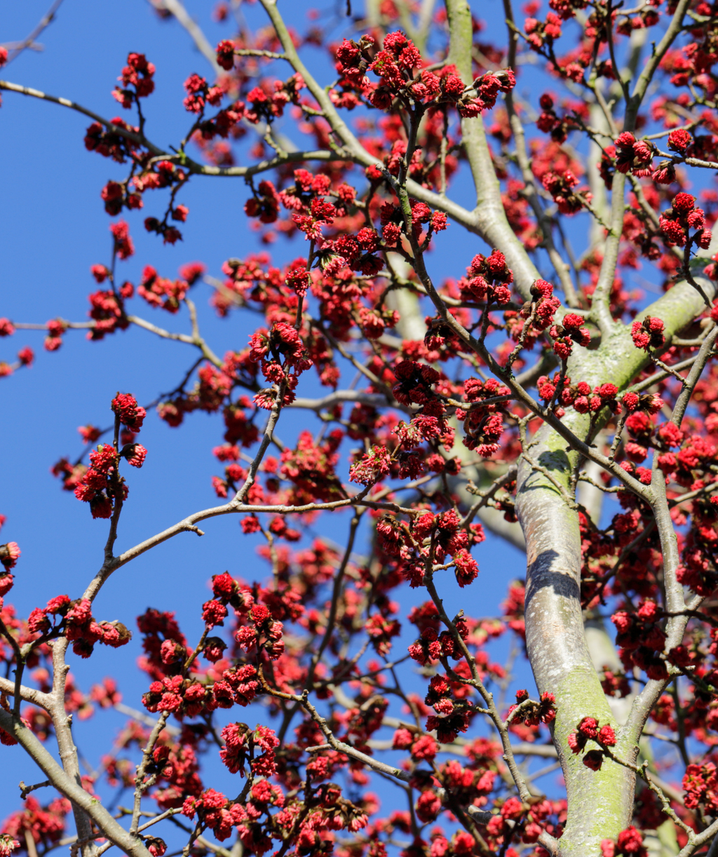 Late winter bright red blooms on the Vanessa Persian Parrotia against the light gray bark.