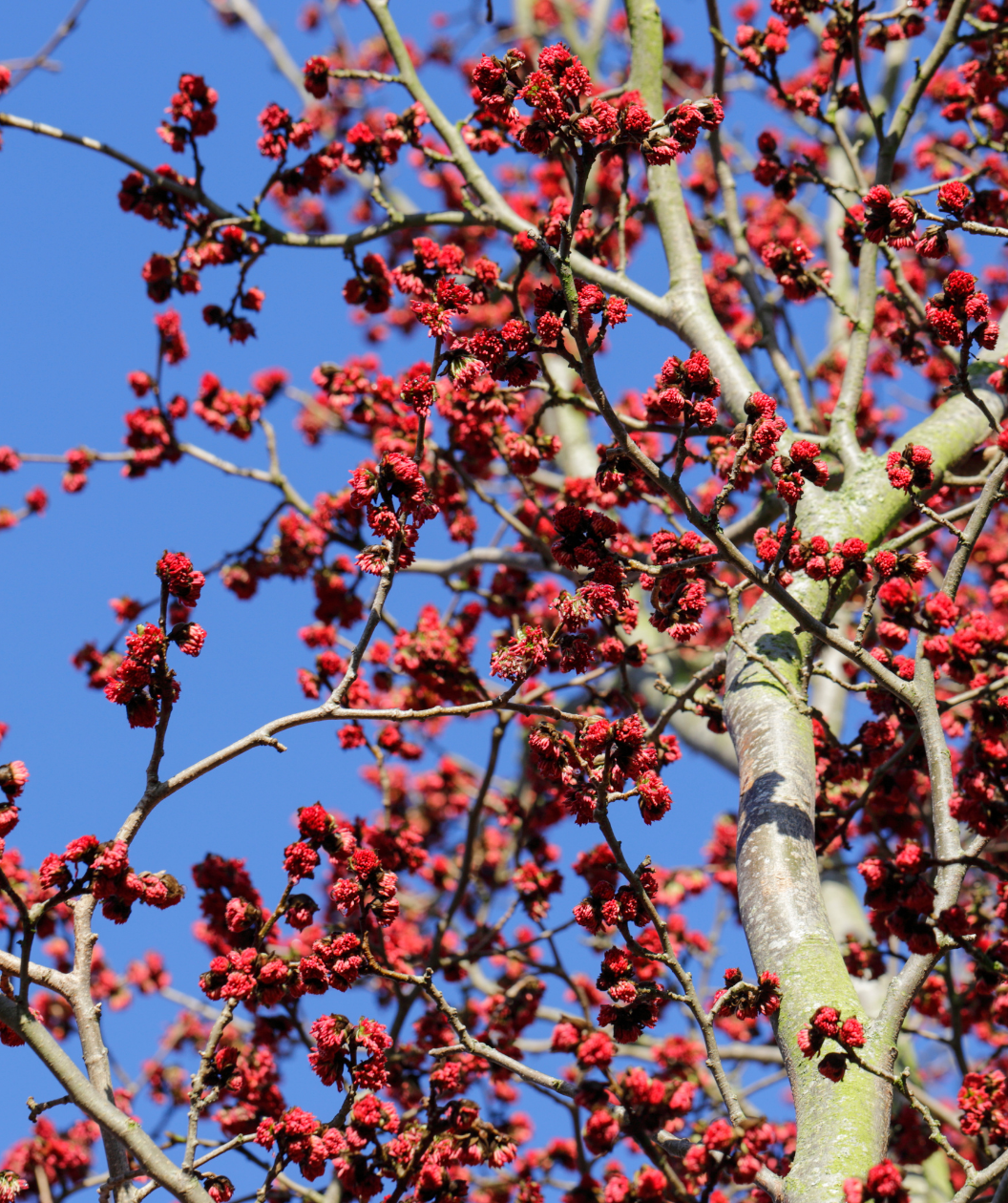 Late winter bright red blooms on the Vanessa Persian Parrotia against the light gray bark.