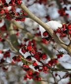 Late winter bright red blooms on the Vanessa Persian Parrotia against the light gray bark covered in snow.